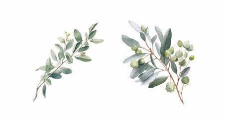 foliage eucalyptus leave water color vector