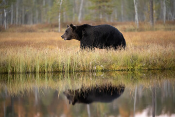 Brown Bear (Ursus arctos). Bear Walking Along Lakeshore. Boreal forest wetland with tall grasses and reflective water. Serene scene enhanced by symmetry in the mirror-like water reflection.