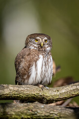 Eurasian pygmy owl (Glaucidium passerinum). Bird perched calmly on mossy branch. Forest habitat with soft green light. Alert gaze and soft feathers create gentle stillness.