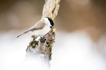 Marsh tit (Parus palustris). Bird perched on snowy twig. Wintery woodland edge with soft white...