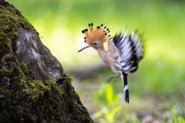 Eurasian Hoopoe (Upupa epops). Bird Feeding at Nest Entrance. Moss-covered tree trunk in sunlit clearing. Vivid crest and wings frozen mid-flight add a sense of movement and drama. © Petr Šimon