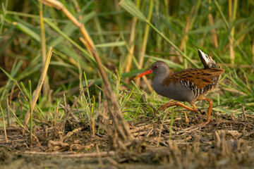 Water rail (Rallus aquaticus). Rail sprints through dense marsh grasses with tail raised. Wetland vegetation and earthy ground. Golden evening light adds warmth and urgency.
