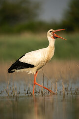 White Stork (Ciconia ciconia). Stork Walking and Calling Loudly. Wetland edge with shallow water and dry stems. The open beak and strong pose bring vitality and presence to the moment.