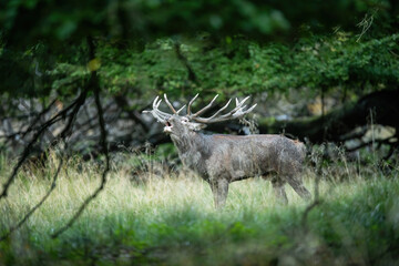 Red Deer (Cervus elaphus). Deer Stag Bellowing Under Forest Canopy. Woodland glade with grassy floor. Echoing call and velvet light convey a powerful sense of autumn dominance.