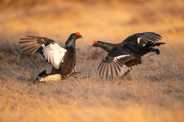 Black Grouse (Lyrurus tetrix). Grouse Males Fighting with Wings Spread Wide. Open Moorland with Dry Grass. Powerful Duel in Warm Evening Light Highlights Mating Competition.