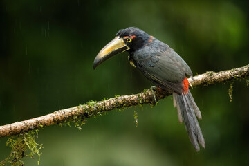  Collared Aracari (Pteroglossus torquatus). Aracari Sitting on Rain-soaked Branch in Mid Rainfall. Lush Rainforest Surroundings. Glossy Plumage and Beak Contrast with Misty Background.