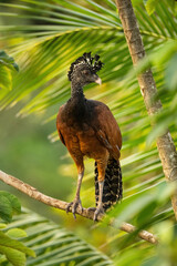  Great Curassow (Crax rubra). Curassow Standing Proudly on Jungle Branch. Tropical Palm Forest. Elegant Stance with Crest and Rich Plumage Create Royal Impression.