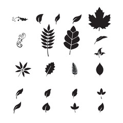 leaf illustration