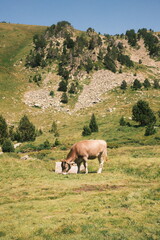 cow in te mountains in Andorra