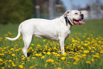 Obedient Dogo Argentino dog with a black collar posing outdoors standing on a green grass with yellow dandelions in summer