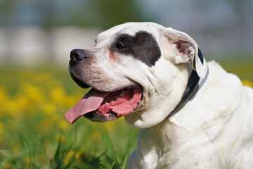 The portrait of a Dogo Argentino dog with a black collar posing outdoors in a green grass with yellow dandelions in summer
