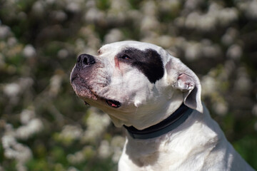 The portrait of a cute Dogo Argentino dog with a black collar posing outdoors in a green grass with white flowers in summer