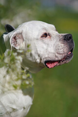 The portrait of a Dogo Argentino dog with a black collar posing outdoors in a green grass in summer