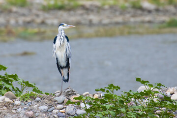 Grey Heron on the shore