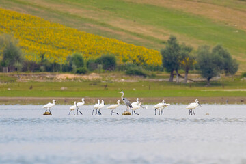 Eurasian Spoonbills on the lake
