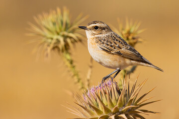 Whinchat on a flower