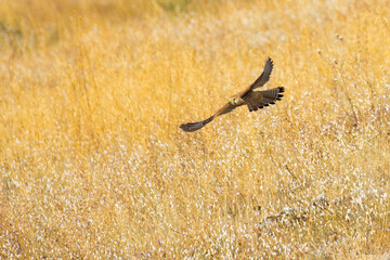 Common Kestrel amongst the grass