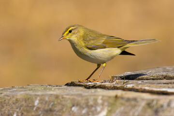 Willow Warbler on a branch