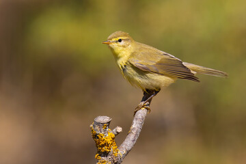 Willow Warbler on a branch