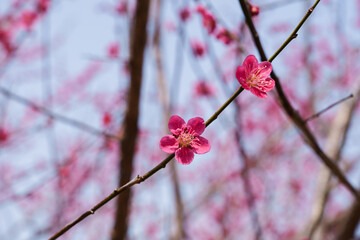 Close-up photo of red plum blossoms in bloom in spring, March