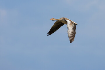 Greylag Goose on the sky