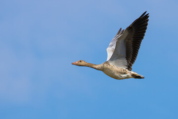 Greylag Goose on the sky