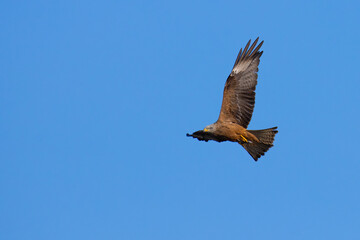 Black Kite on ths sky