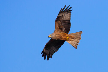 Black Kite on ths sky