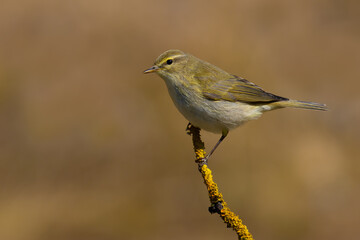 Willow Warbler on a branch