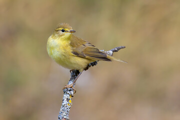 Willow Warbler on a branch