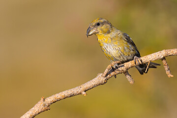 Red Crossbill on the branch