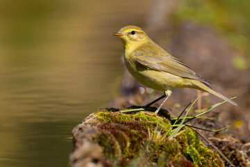 Willow Warbler on a branch