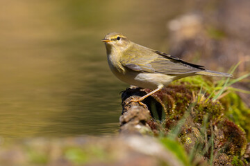Willow Warbler came for water