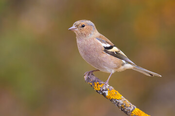 Common Chaffinch on a branch