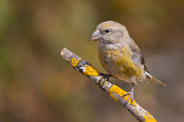 Red Crossbill on the branch