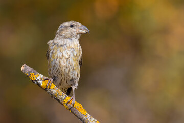 Red Crossbill on the branch