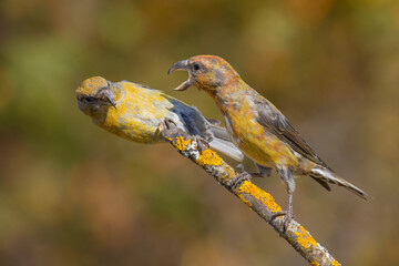 Red Crossbills are arguing