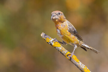 Red Crossbill on the branch