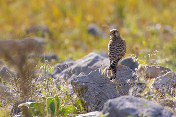 Common Kestrel on a rock