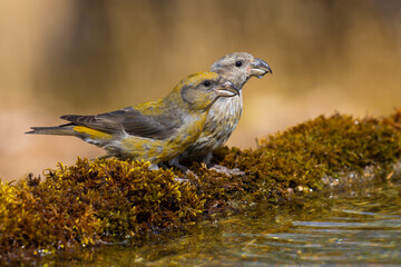 Red Crossbills on the moss