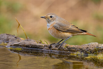 Common Redstart came for water