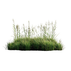 Lush Marsh Reeds with White Flowers Isolated on Transparent Background