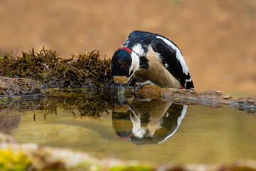 Great Spotted Woodpecker came for water