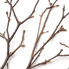 Macro dry branches isolated on white background