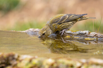 Red Crossbill came for water