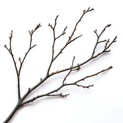 Obraz premium Macro dry branches isolated on white background