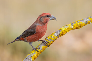 Red Crossbill on the branch
