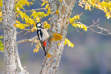 Great Spotted Woodpecker with fall colors