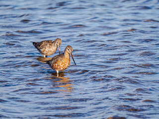 Two Dadjuga (Limnodromus) Lined Up In Water
