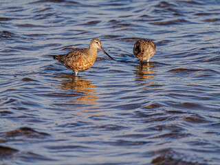 Two Dadjuga (Limnodromus) Side And Head On In Shallows
